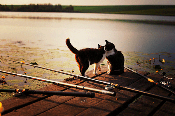 Fishing-Rods