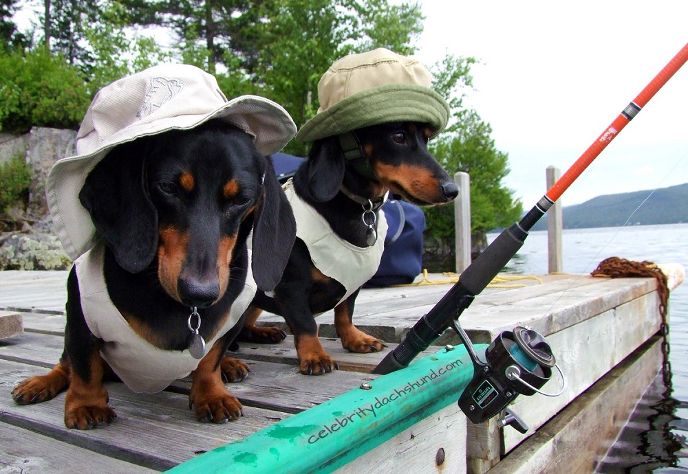 Dogs Fishing