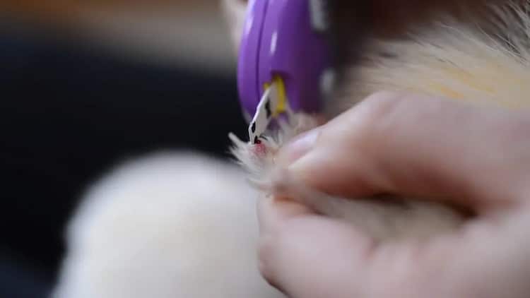testing blood glucose at pets
