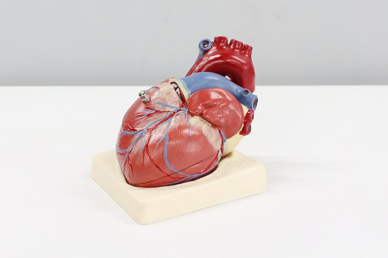 picture of a medical sample of a heart on a white stand 