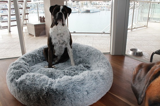 Do Dogs Really Need Beds