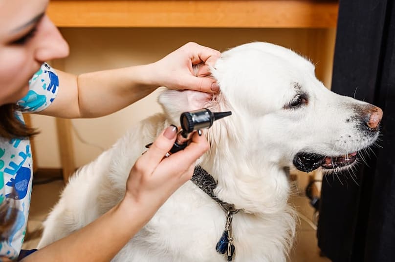checking dogs ear