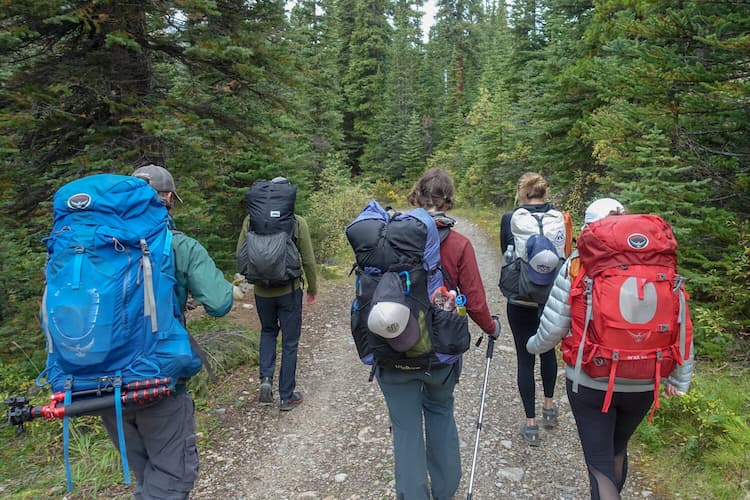 Back view of five hikers wearing different backpacks walking down a wide trail surrounded by evergreen trees