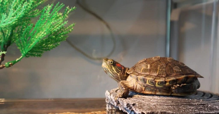 Turtle in glass enclosure with grass