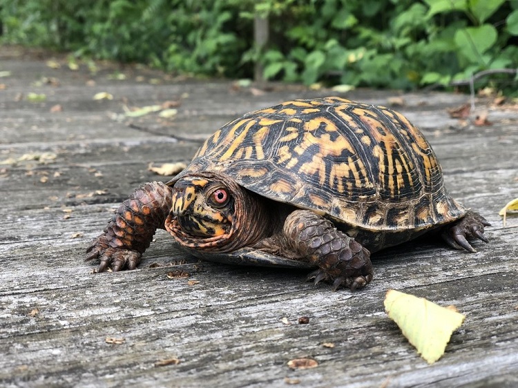 Eastern Boxwood turtle on a ground 