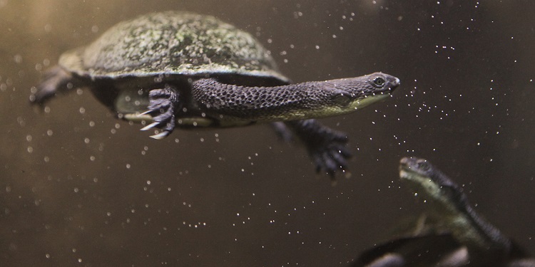 Eastern long - necked turtle in water.