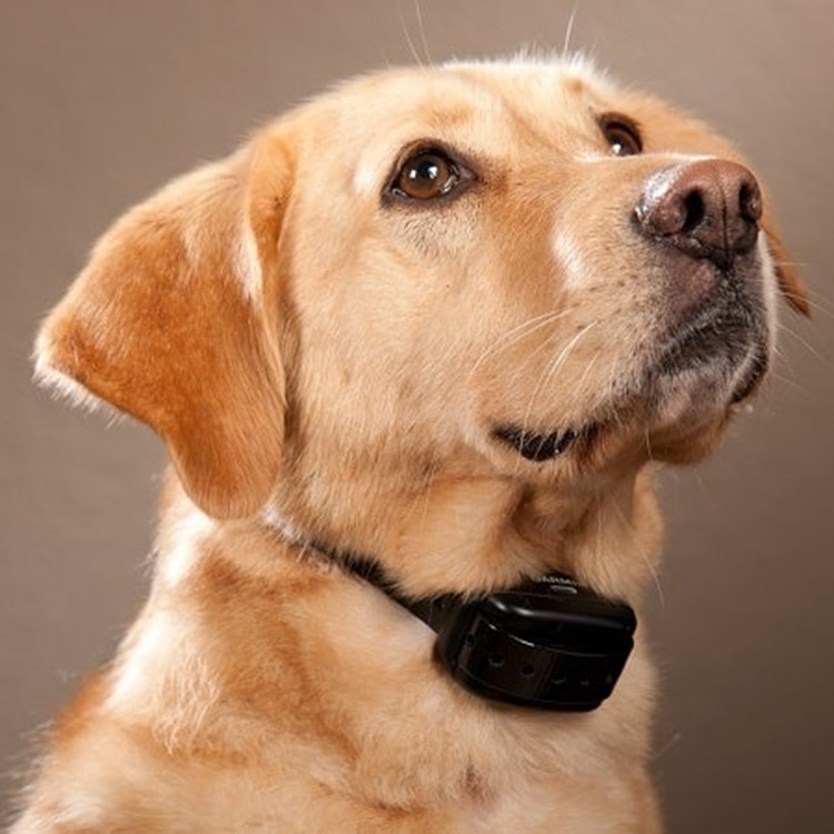 Citronella Collar for dogs