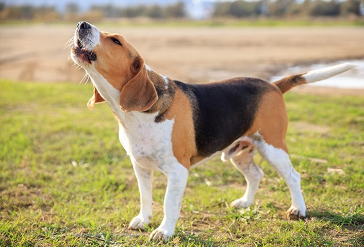Effective Noise Control for dogs