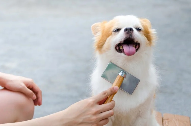a cute dog getting brushed by his owner
