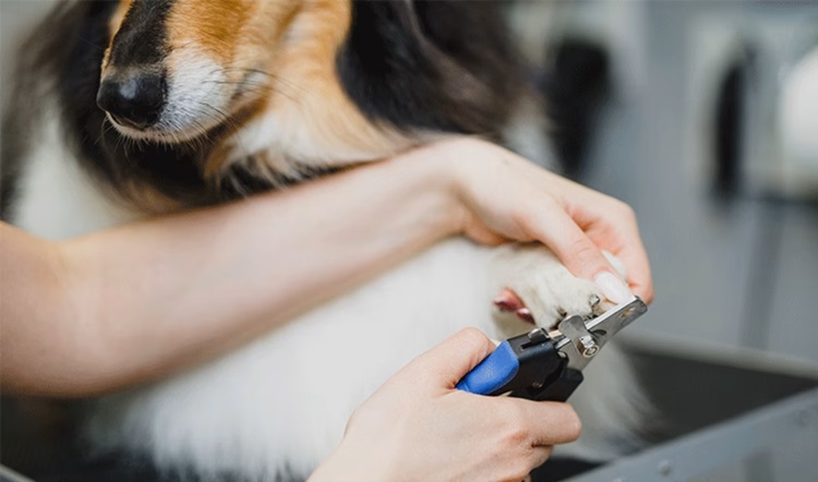 Dog getting his nails clipped by his owner with the best grooming tools she could find