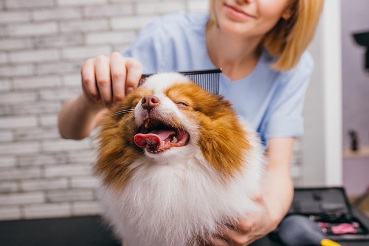 Dog getting his hair groomed by the best grooming tools